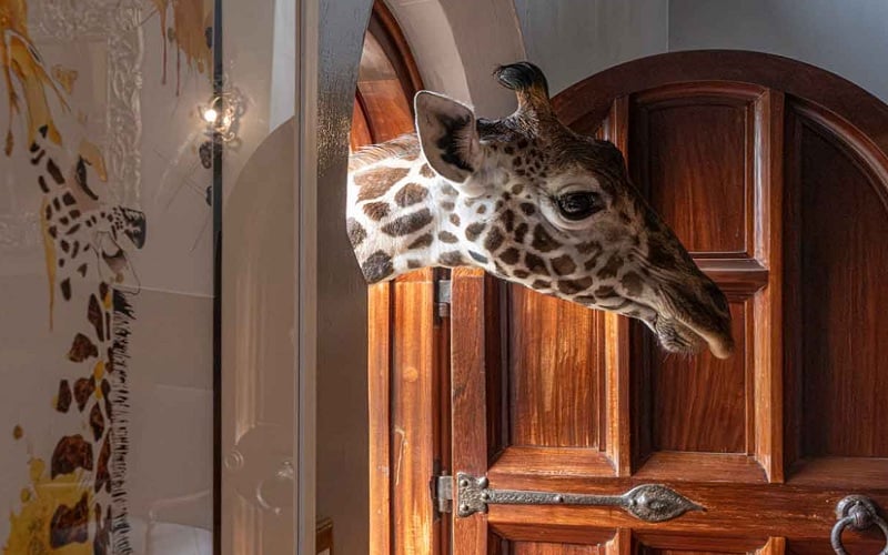 2 Day Ultimate Giraffe Experience at the Giraffe Manor 